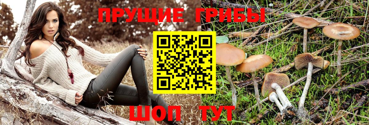 Галлюциногенные грибы мицелий  Галлюциногенные грибы Psilocybine cubensis  Заречный  Вход с VPN 